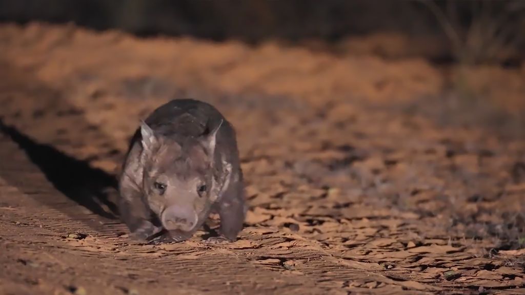 6374490856112 coal-community-partners-wombat