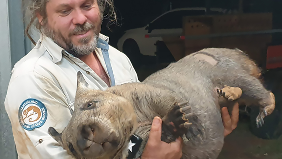 Northern hairy-nosed wombat program